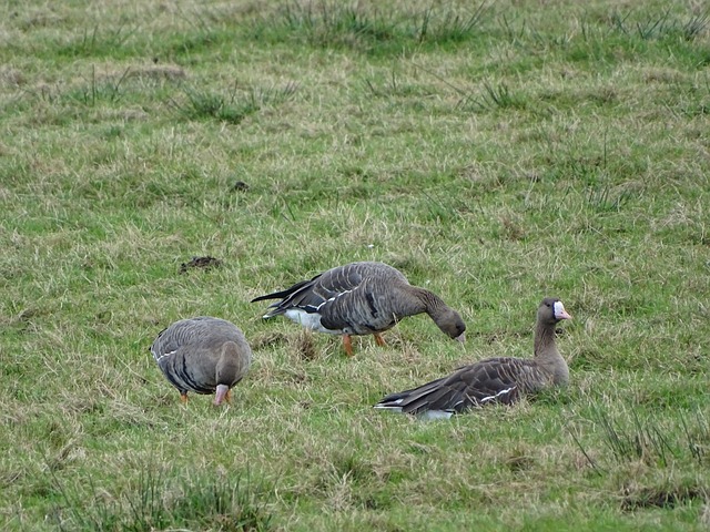 其军队为了 其军队为了